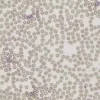 Acid phosphatase leukocyte (trap) kit 1 kit