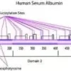 Albumin from human serum 500 mg