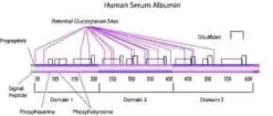 Albumin from human serum 500 mg