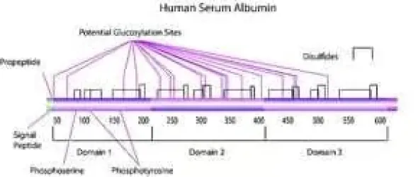 Albumin from human serum 500 mg