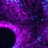 Alpha-bungarotoxin, cf405s 100 µg