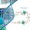Amorces oligo(dt)20 25 µg
