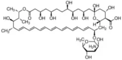 Amphotericin b solution 250 g/ml in de 50 ml
