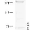 Anticorps de chèvre anti-IgG de souris (H+L) biotinylé (prêt à l'emploi) 125 ml