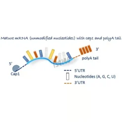 ARNm ova modifié 20 µg