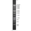 BenchTop 1kb DNA Ladder 600 µl
