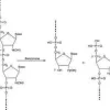 Benzonase Nuclease, Purity sup à 90%, 10 ku