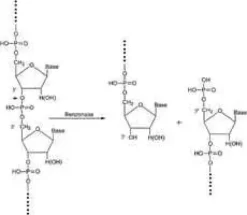 Benzonase Nuclease, Purity sup à 90%, 10 ku