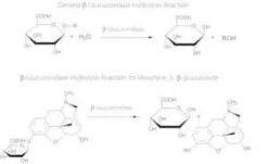 B-glucuronidase type hp-2 crude solution 25 ml