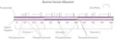 Bovine serum albumin solution 10% in 50 ml