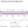 Bovine serum albumin solution 30% 50 ml