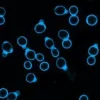 Calcofluor white stain, 5mm in water 20 ml