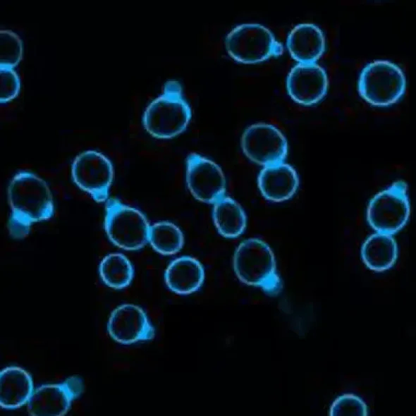 Calcofluor white stain, 5mm in water 20 ml