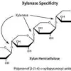 Cellulase, enzyme blend, 50 ml