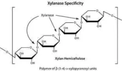 Cellulase, enzyme blend, 50 ml