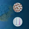 Cf488a goat anti-human igg (h l), fc gamma specific, highly cross adsorbed 500 µl