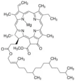 Chlorophyll a from spinach, 1 mg