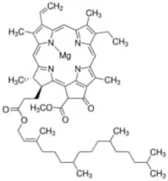 Chlorophyll a from spinach, 1 mg