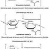 Chondroitinase-abc bsa free 5 U