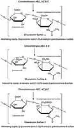 Chondroitinase-abc bsa free 5 U