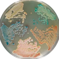 Chromagar candida sp. - 2x10