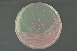 Chromagar mrsa - 2x10