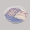Chromagar salmonella plus - 2x10