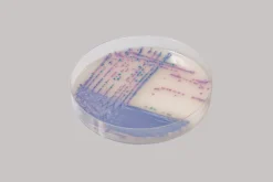 Chromagar salmonella plus - 2x10