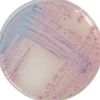 Chromagar salmonella - 2x10