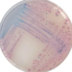 Chromagar salmonella - 2x10