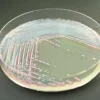 Chromagar staphylococcus aureus - 2x10