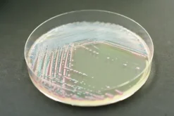 Chromagar staphylococcus aureus - 2x10
