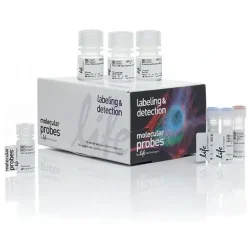 Click-it edu cell proliferation kit for imaging, alexa fluor 488 dye-1 kit