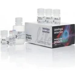 Click-it plus edu alexa fluor 488 flow cytometry assay kit- 50 réactions
