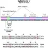 Cytochrome c from horse heart 50 mg