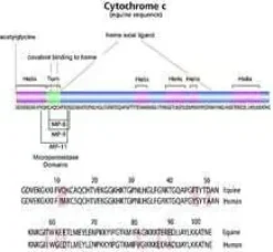 Cytochrome c from horse heart 50 mg