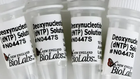 Deoxynucleotide solutions mix 8 µmol