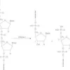 Deoxyribonuclease i recombinant bovine 10 KU