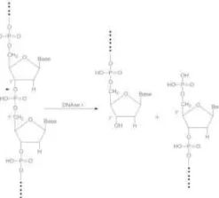 Deoxyribonuclease i recombinant bovine 10 KU