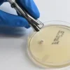Disque de sensibilité aux antimicrobiens à la Gentamicine Oxoid N30 15µg, 50 disques/cartouche, x250
