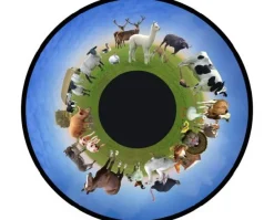 Disque - pour projecteur - thématique animaux de ferme - fixation magnétique - dimension disque : 6''