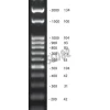 Dna ladder 100 bp ready-to-load (100-3000 bp) 0.1 µg