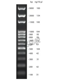 Dna ladder 100 bp ready-to-load (100-3000 bp) 0.1 µg