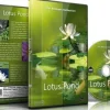 DVD ambiance - Étang aux lotus