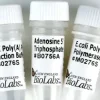 E. coli poly(a) polymerase 100 unités