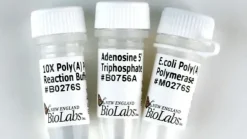 E. coli poly(a) polymerase 100 unités