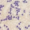 Eosine 555 pour microbio hemato historal flacon de 1 L
