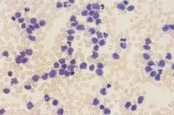 Eosine 555 pour microbio hemato historal flacon de 1 L
