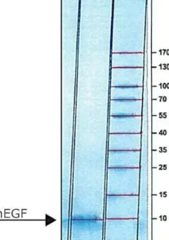 Epidermal growth factor human egf 5 x 0,2 mg