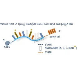 Epo ARNm 20 µg (5moU)